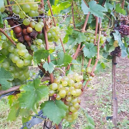 Ferienwohnung Weingut Lahmer August Kretzschau Exterior foto