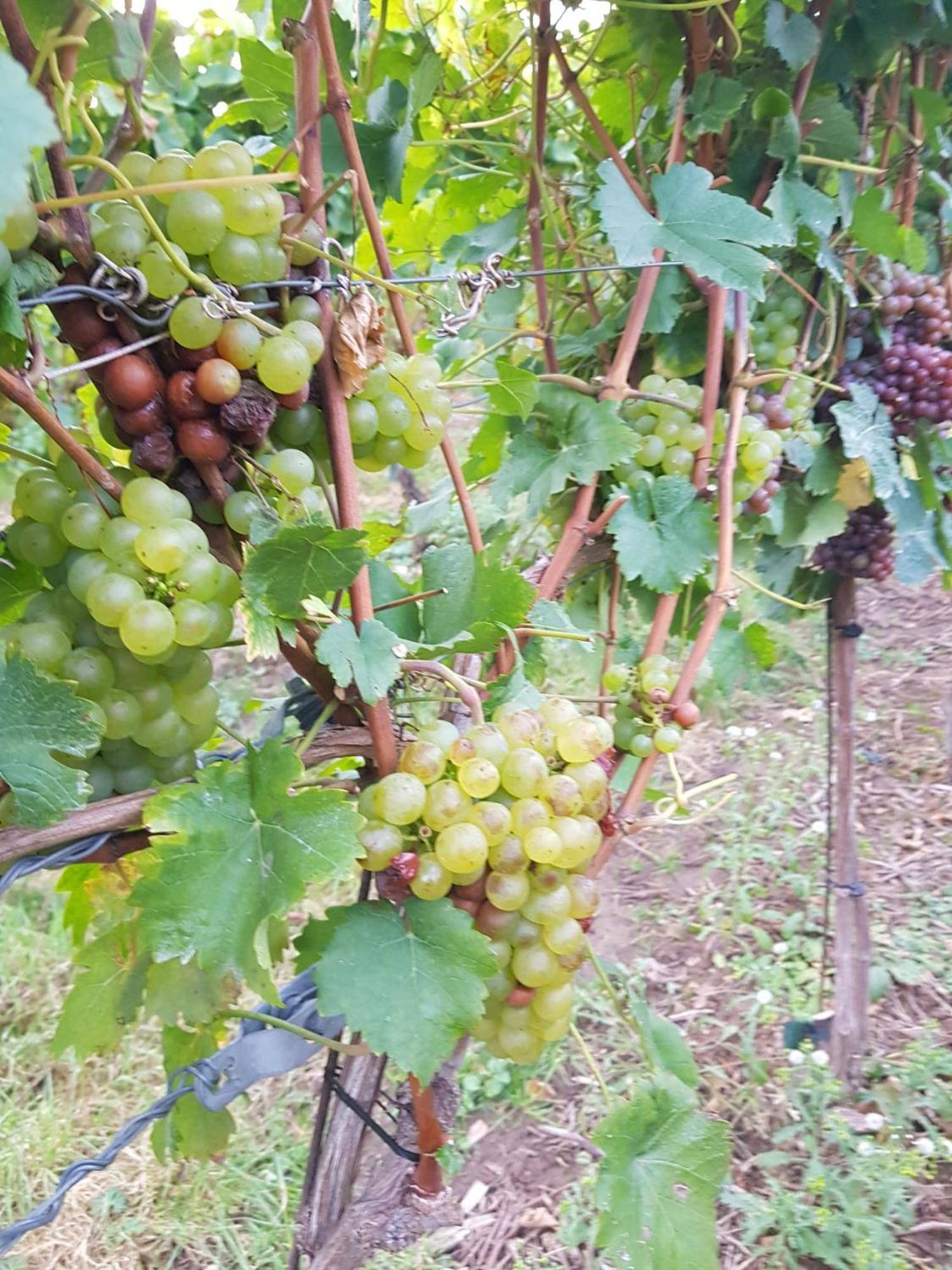 Ferienwohnung Weingut Lahmer August Kretzschau Exterior foto